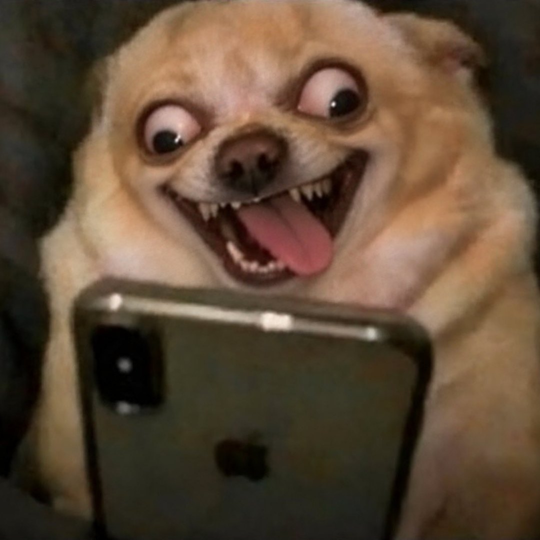 Foto anjing bermata lebar yang menyeringai sambil menjulurkan lidah dan memegang HP dengan dua kaki